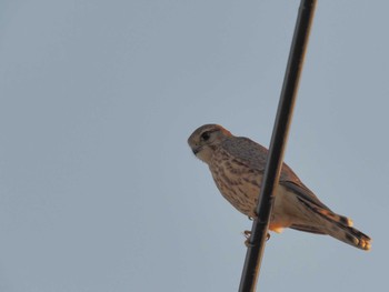 Merlin Nabeta Reclaimed land Wed, 11/15/2023