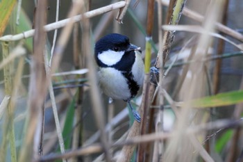 Japanese Tit Maioka Park Sat, 11/18/2023