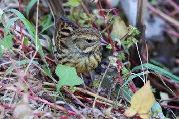 Masked Bunting Maioka Park Sat, 11/18/2023