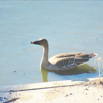 Sun, 11/19/2023 Birding report at 境川遊水地公園