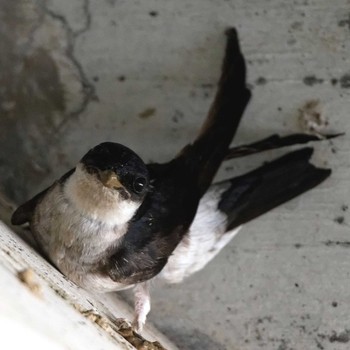 Asian House Martin 琵琶湖 Sat, 5/2/2015