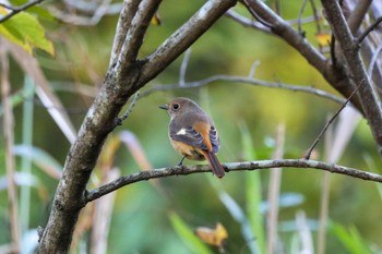 Daurian Redstart Maioka Park Sat, 11/18/2023