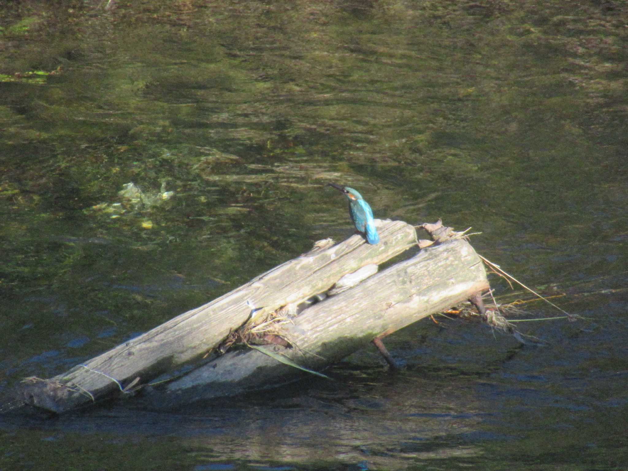 Photo of Common Kingfisher at 境川遊水地公園 by kohukurou