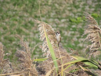 Eurasian Tree Sparrow 境川遊水地公園 Sun, 11/19/2023