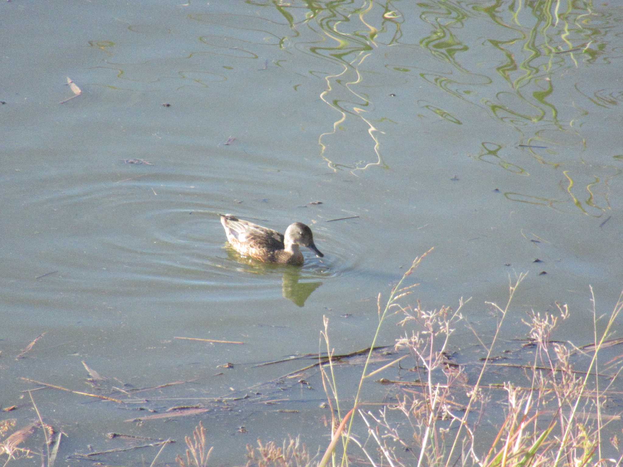 Photo of Falcated Duck at 境川遊水地公園 by kohukurou