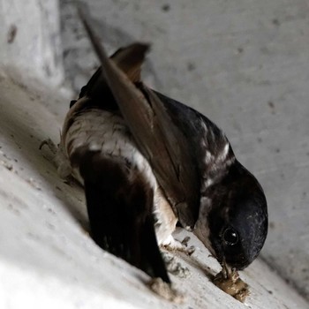 Asian House Martin 琵琶湖 Sat, 5/2/2015