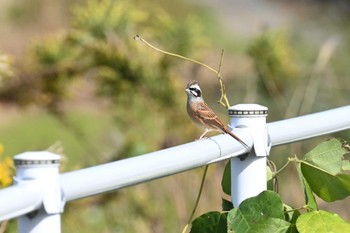 Meadow Bunting 涸沼 Sat, 11/18/2023