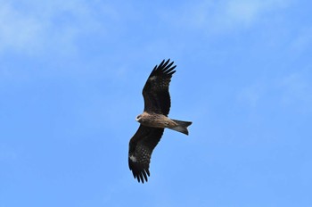 2023年11月18日(土) 涸沼の野鳥観察記録