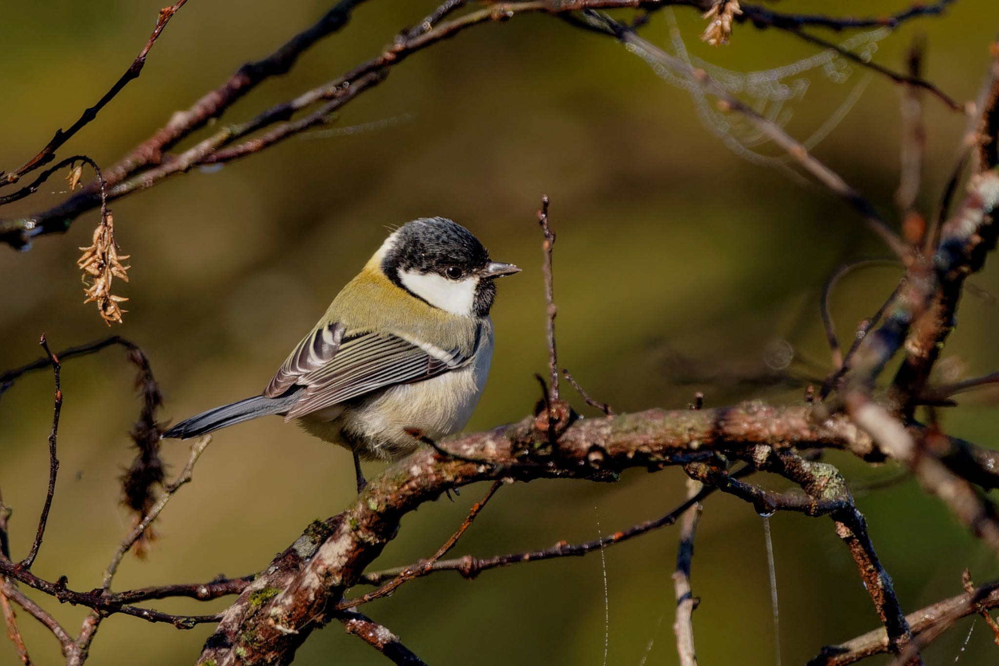 Japanese Tit