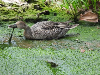 Northern Pintail Hahajima Island Wed, 11/15/2023