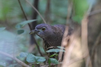 2023年11月19日(日) 水元公園の野鳥観察記録