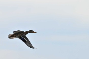 Mallard 砂並草原 Sat, 11/18/2023