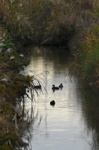 Eastern Spot-billed Duck 砂並草原 Sat, 11/18/2023