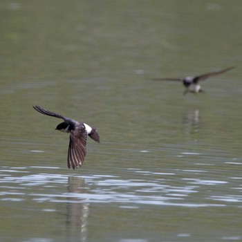 イワツバメ 琵琶湖 2015年5月2日(土)