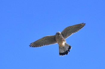 Common Kestrel 恩智川治水緑地 Sun, 11/19/2023