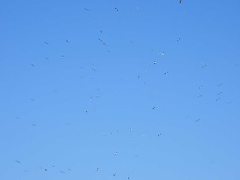 ユリカモメ 城ヶ島 2023年11月19日(日)