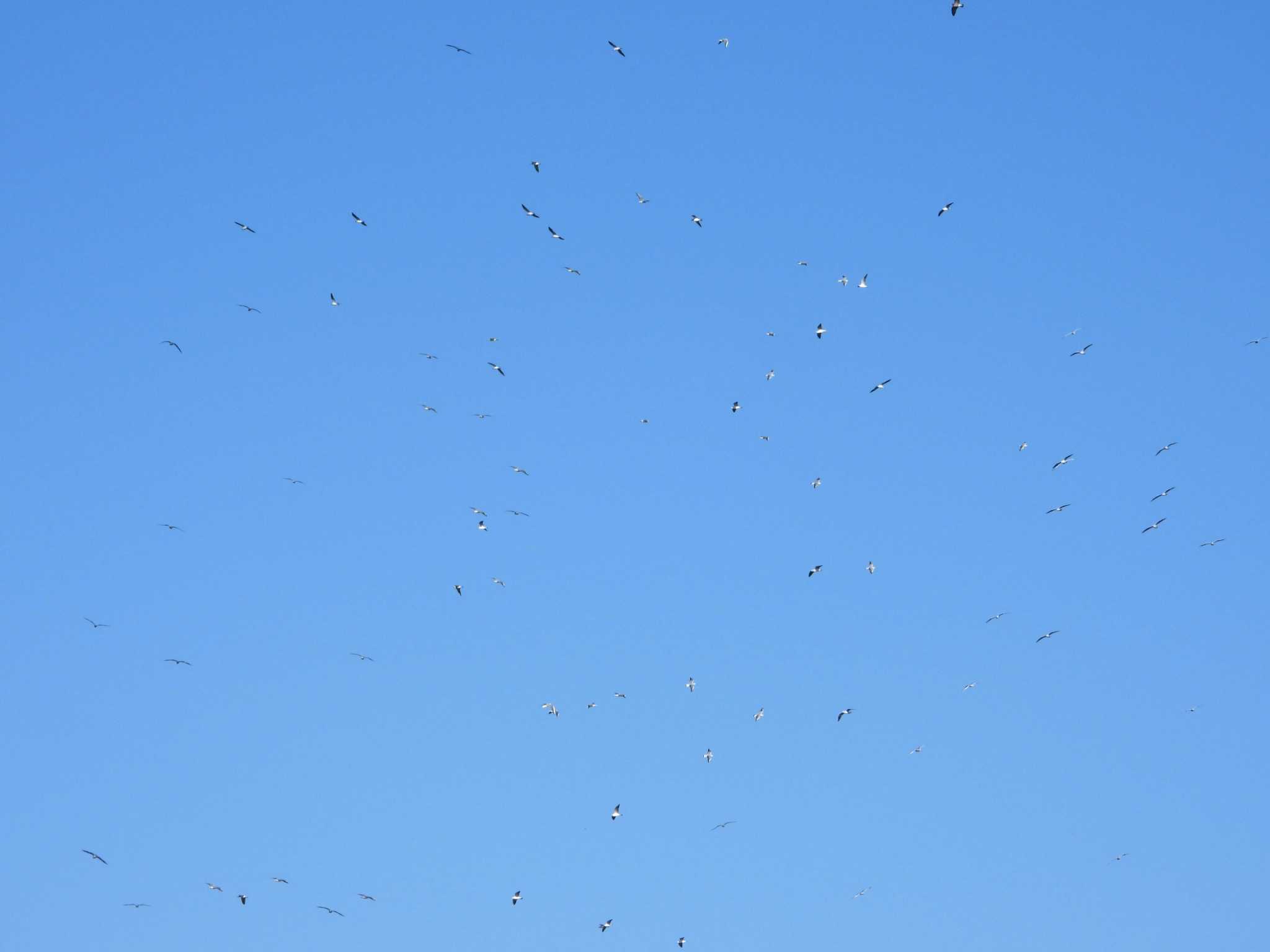 Black-headed Gull