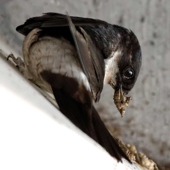 Asian House Martin 琵琶湖 Sat, 5/2/2015