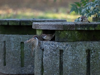 Eurasian Tree Sparrow Unknown Spots Unknown Date