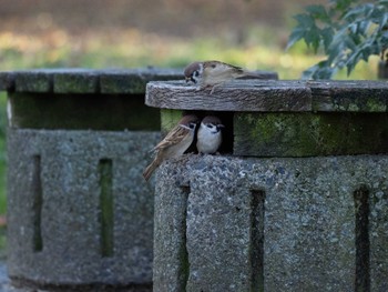 Eurasian Tree Sparrow Unknown Spots Unknown Date