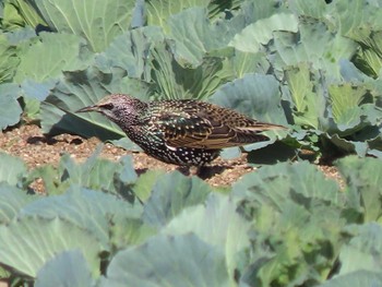 Common Starling 佐波川河口(山口県) Sun, 11/19/2023