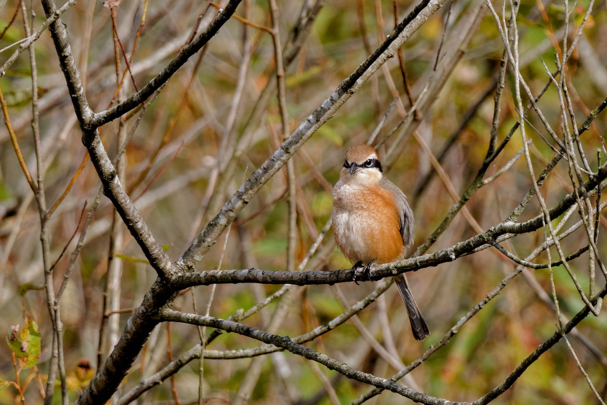 Bull-headed Shrike