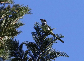 リュウキュウサンショウクイ 早戸川林道 2023年11月19日(日)