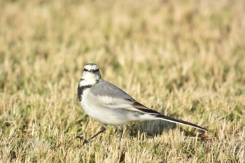 White Wagtail 安濃川河口 Sun, 11/19/2023