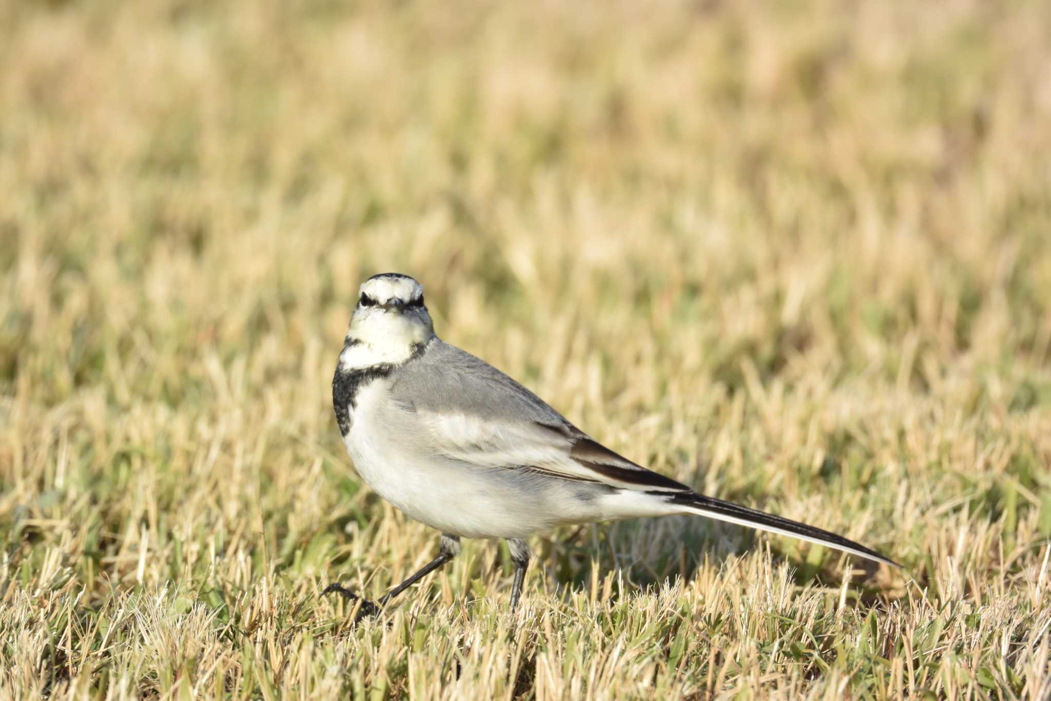 Photo of White Wagtail at 安濃川河口 by sword-fish8240