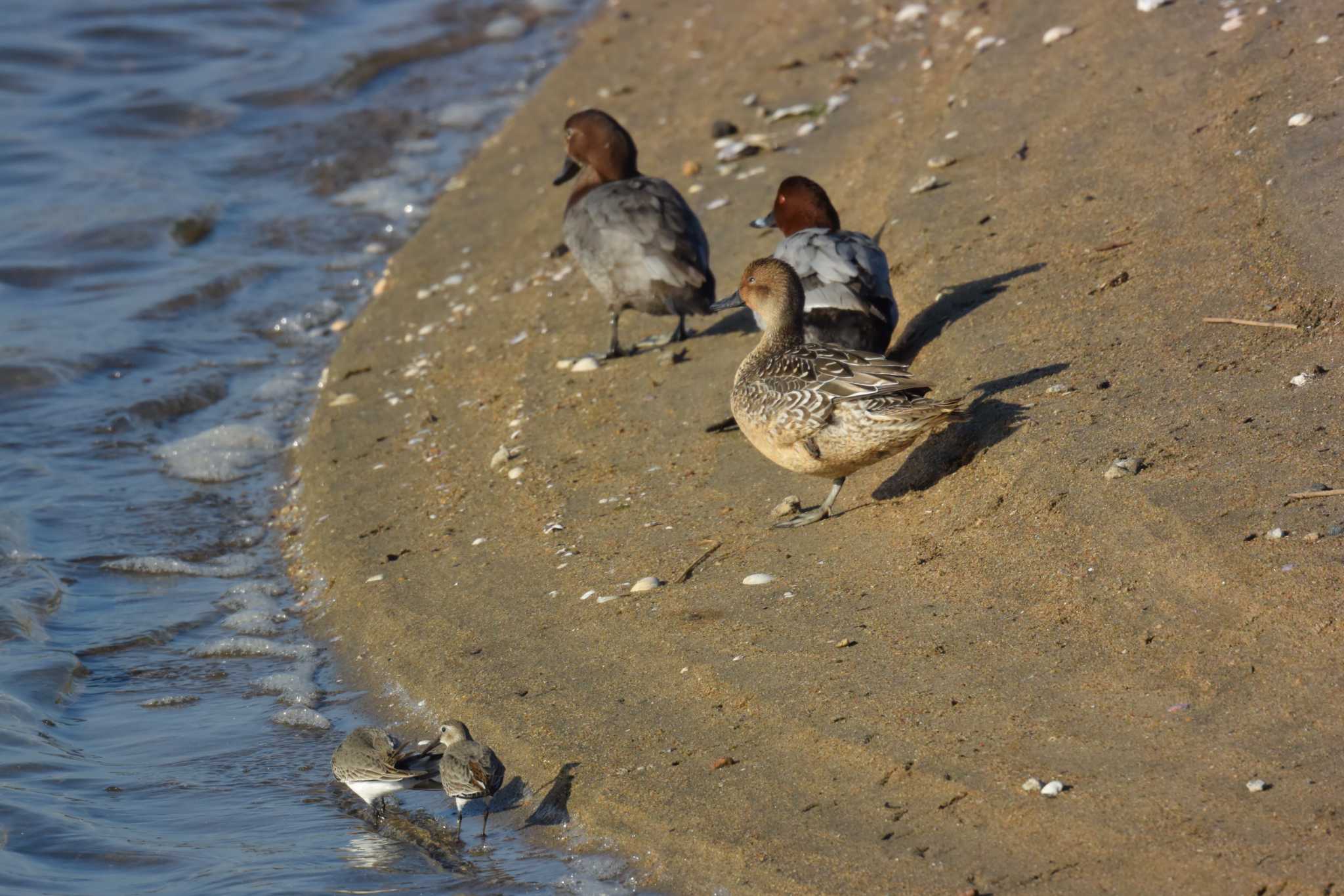 Photo of Dunlin at 安濃川河口 by sword-fish8240