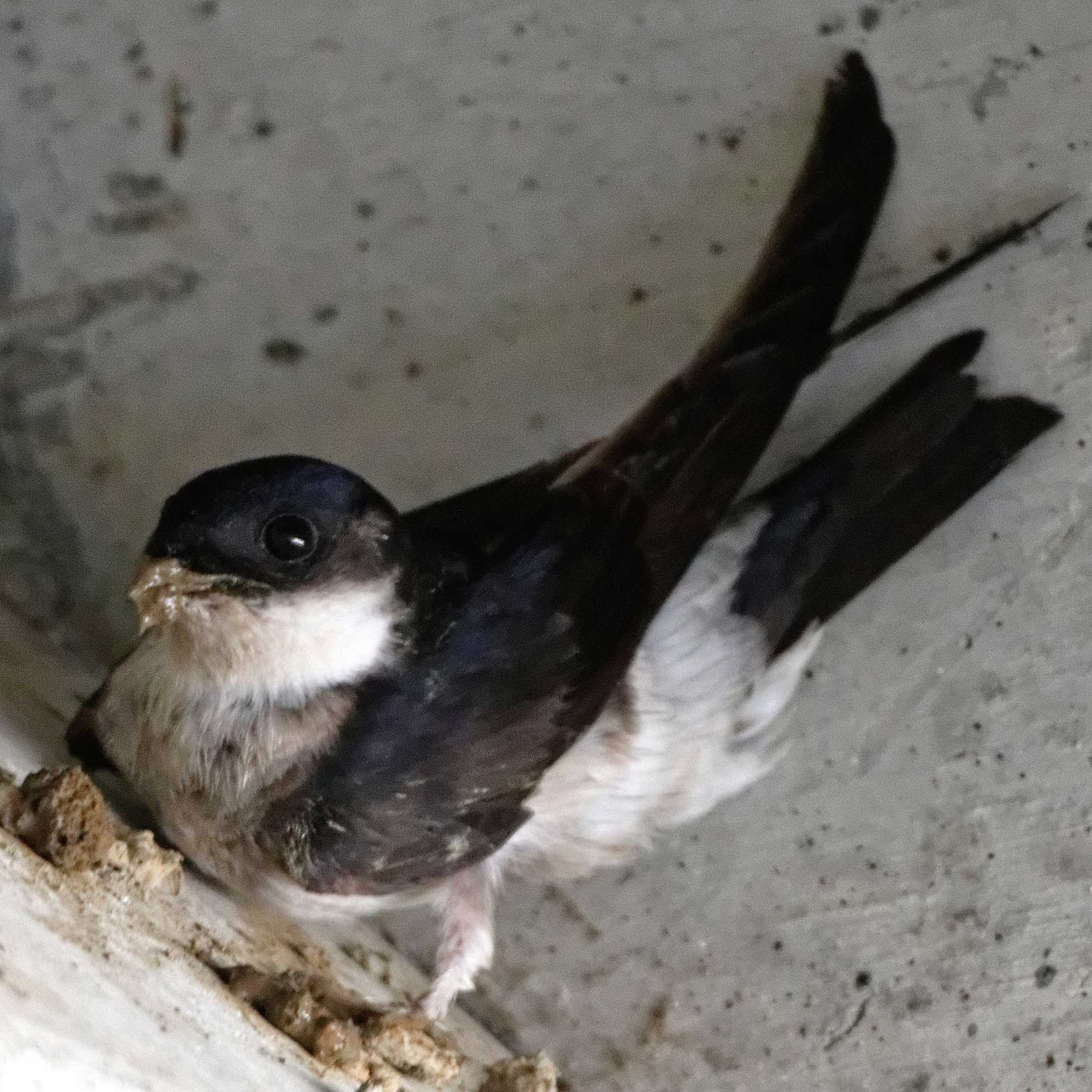 Photo of Asian House Martin at 琵琶湖 by herald