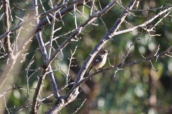 Daurian Redstart 加木屋緑地 Sun, 11/19/2023