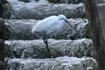 2023年11月4日(土) 多摩川の野鳥観察記録