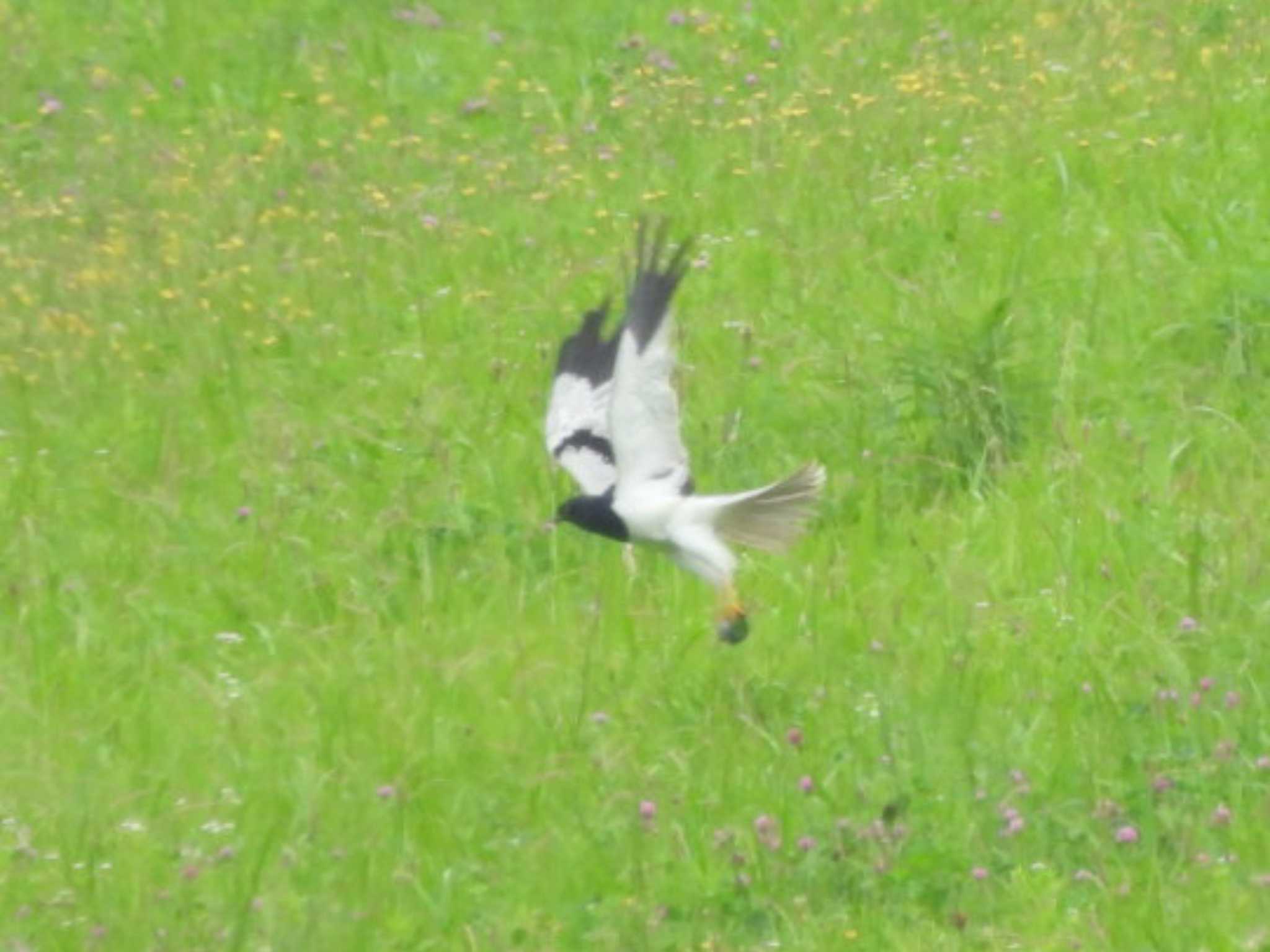 抜けるのを待っていたら投稿し忘れてました by NM🐥📷