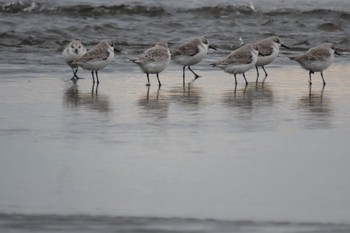 ミユビシギ ふなばし三番瀬海浜公園 2023年11月18日(土)