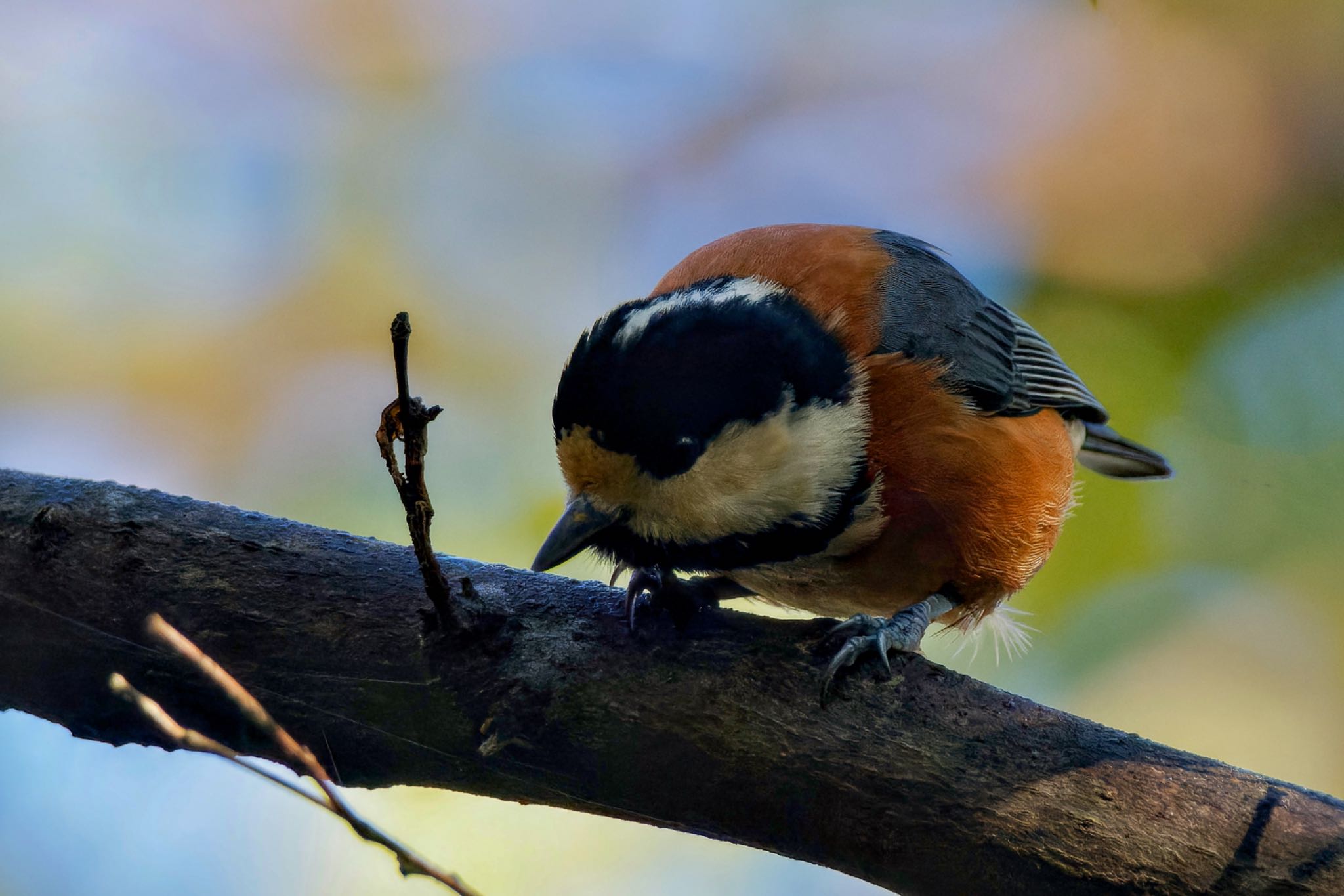 Varied Tit