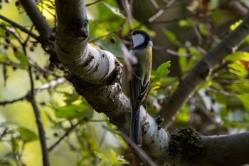 シジュウカラ 守谷野鳥のみち 2023年11月5日(日)