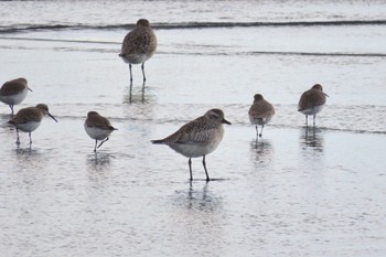 Grey Plover Sambanze Tideland Sat, 11/18/2023