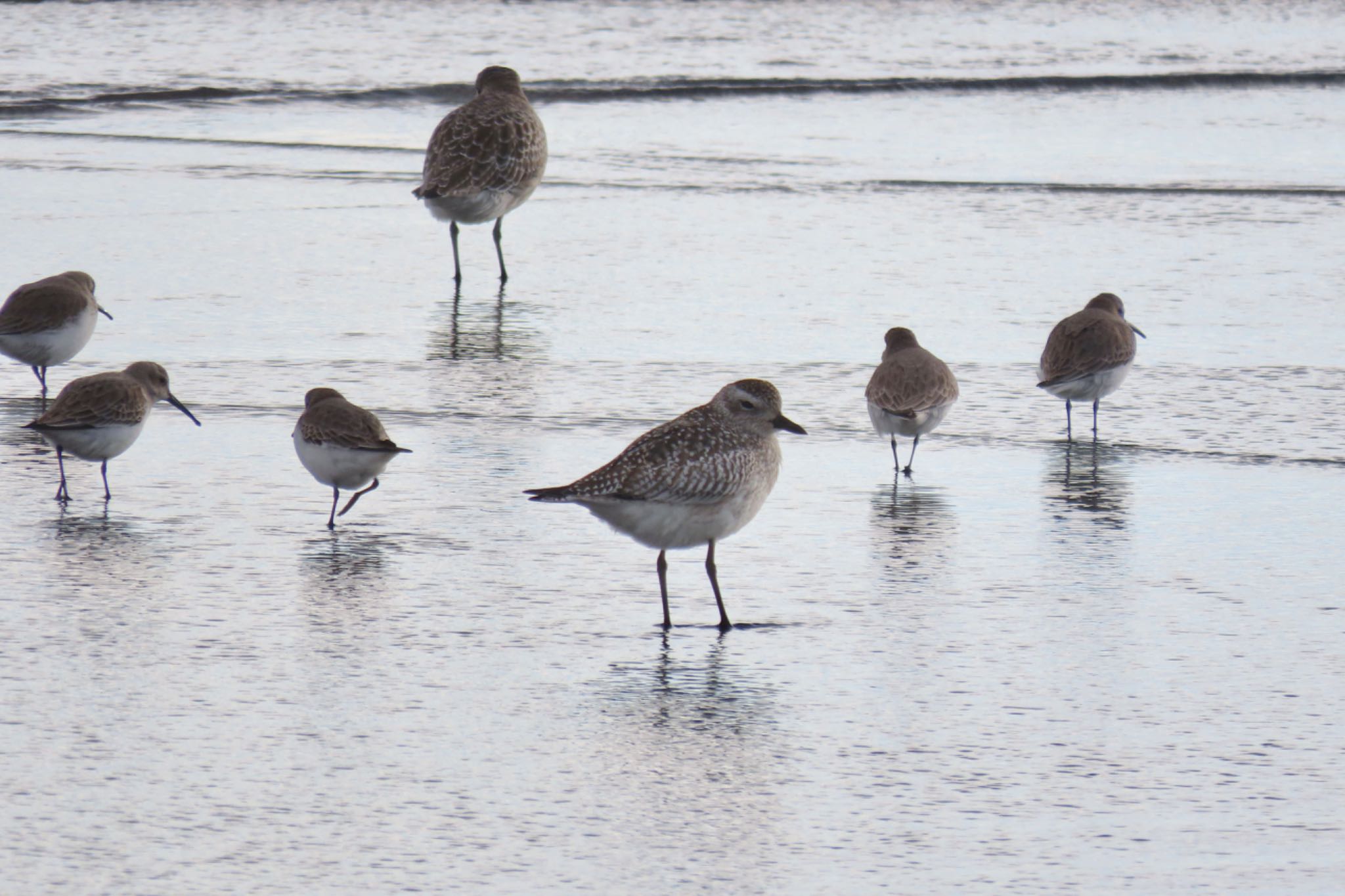 Grey Plover