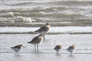 Grey Plover Sambanze Tideland Sat, 11/18/2023