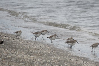 Dunlin Sambanze Tideland Sat, 11/18/2023