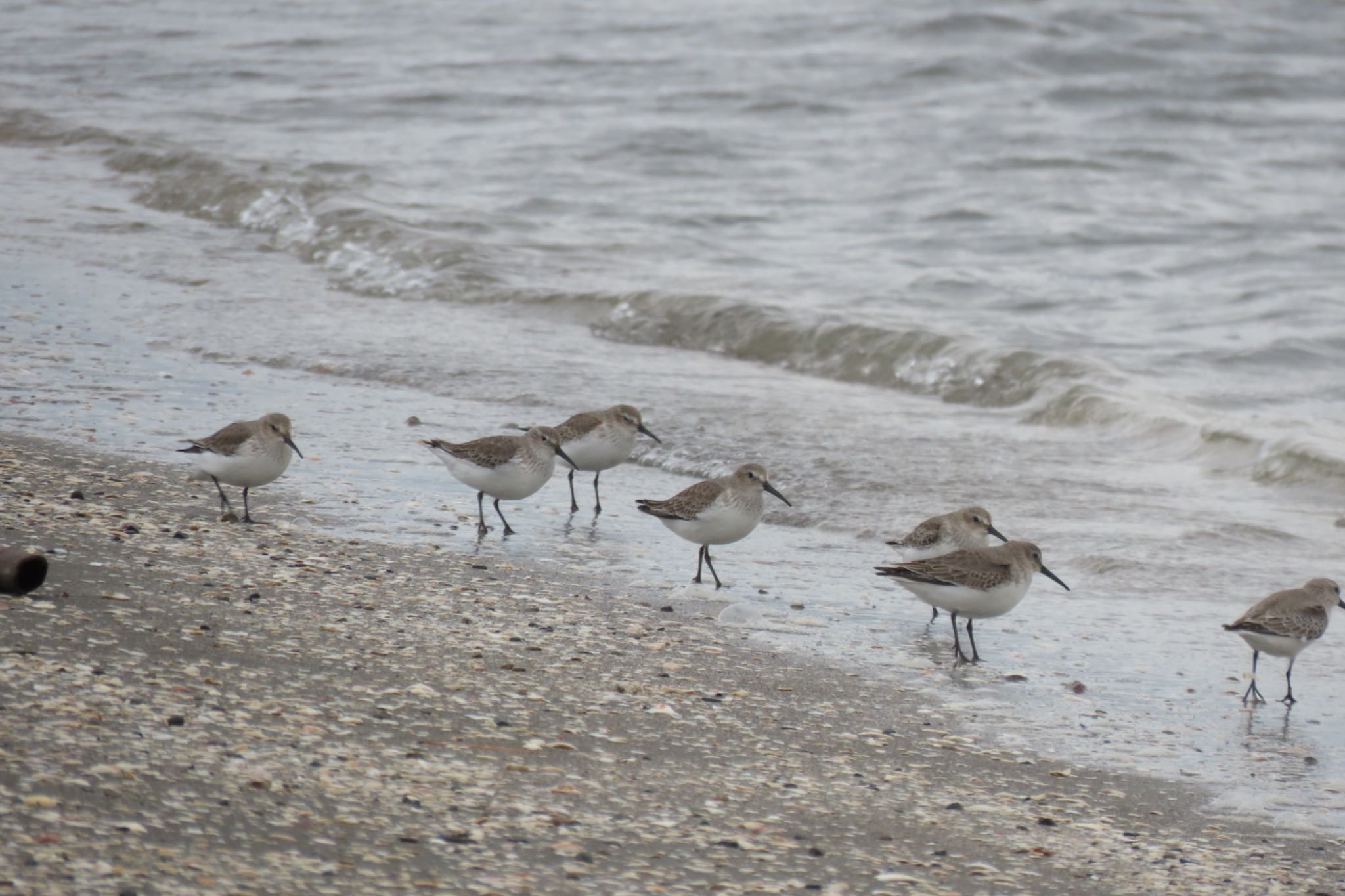 Dunlin