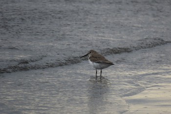 ハマシギ ふなばし三番瀬海浜公園 2023年11月18日(土)