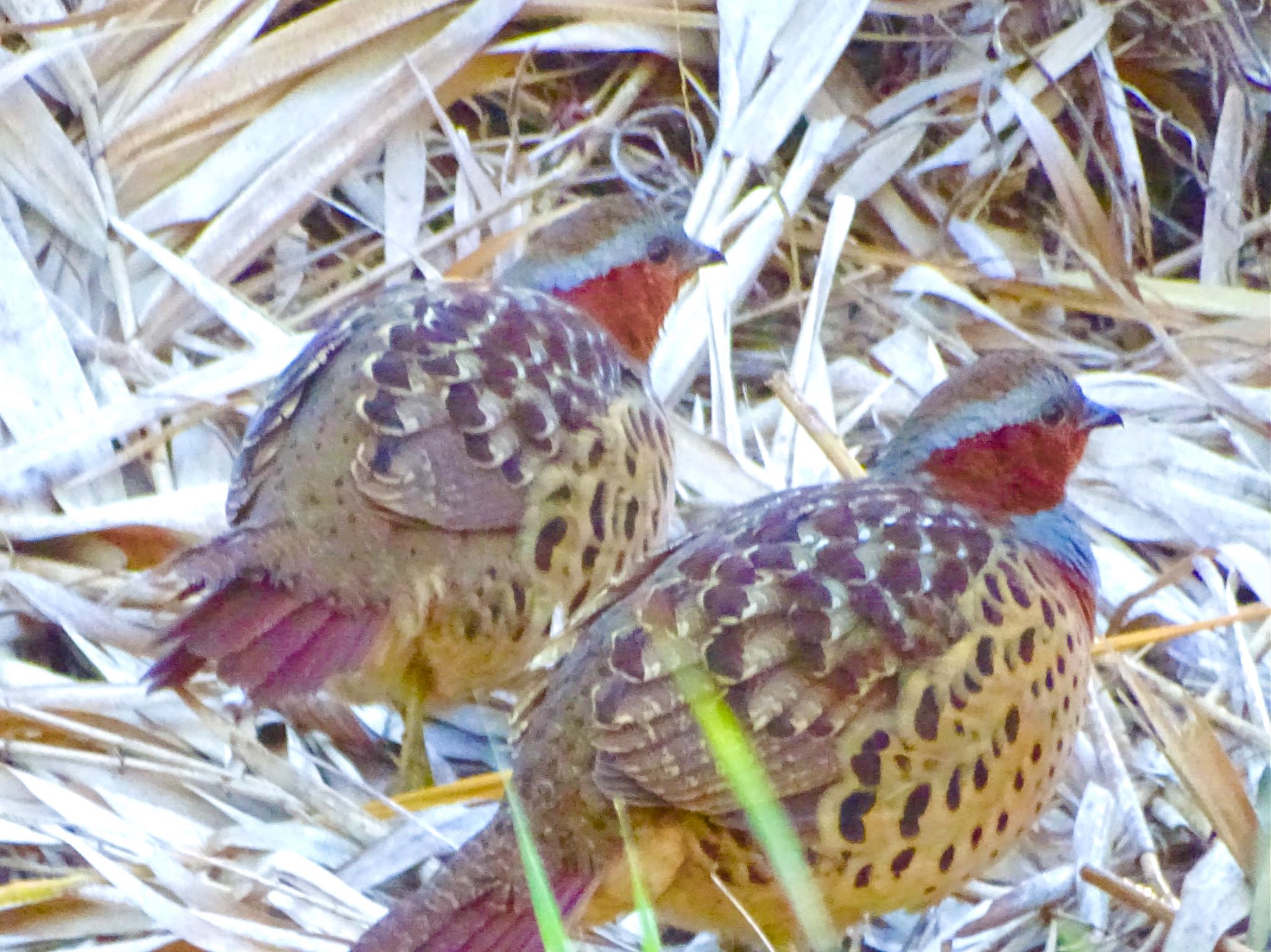 舞岡公園 コジュケイの写真