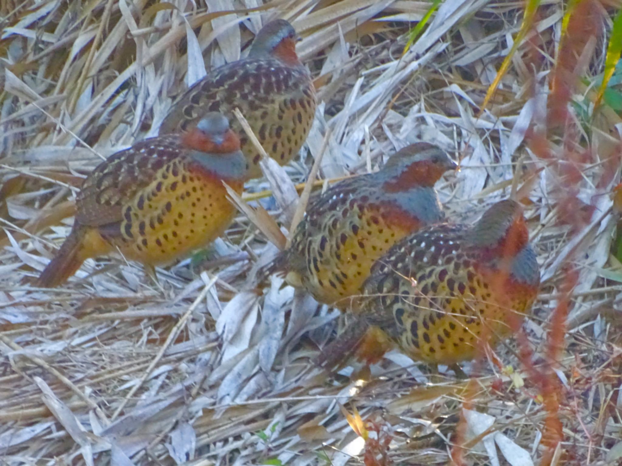 舞岡公園 コジュケイの写真