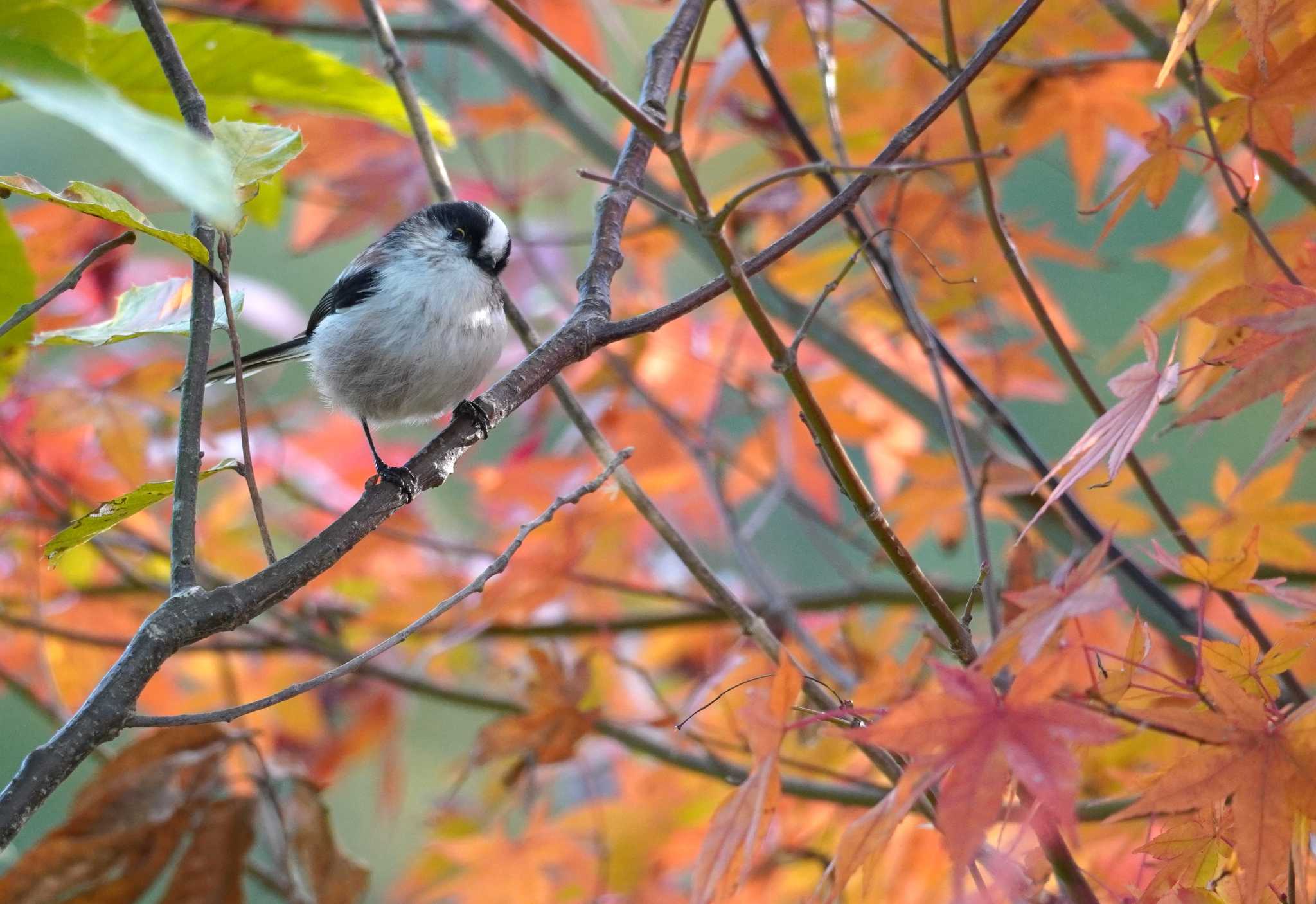 エナガと紅葉