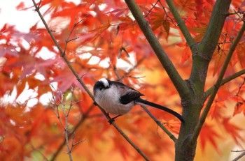 2023年11月19日(日) 奈良県の野鳥観察記録