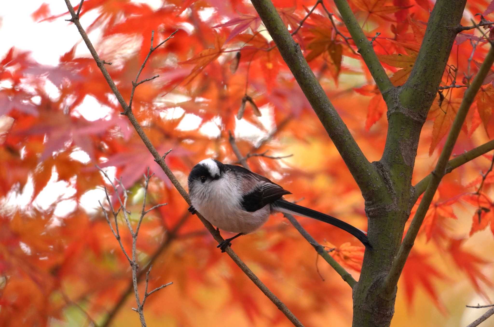 紅葉エナガ