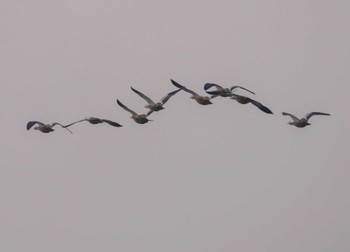 Ruddy Shelduck Unknown Spots Wed, 11/15/2023