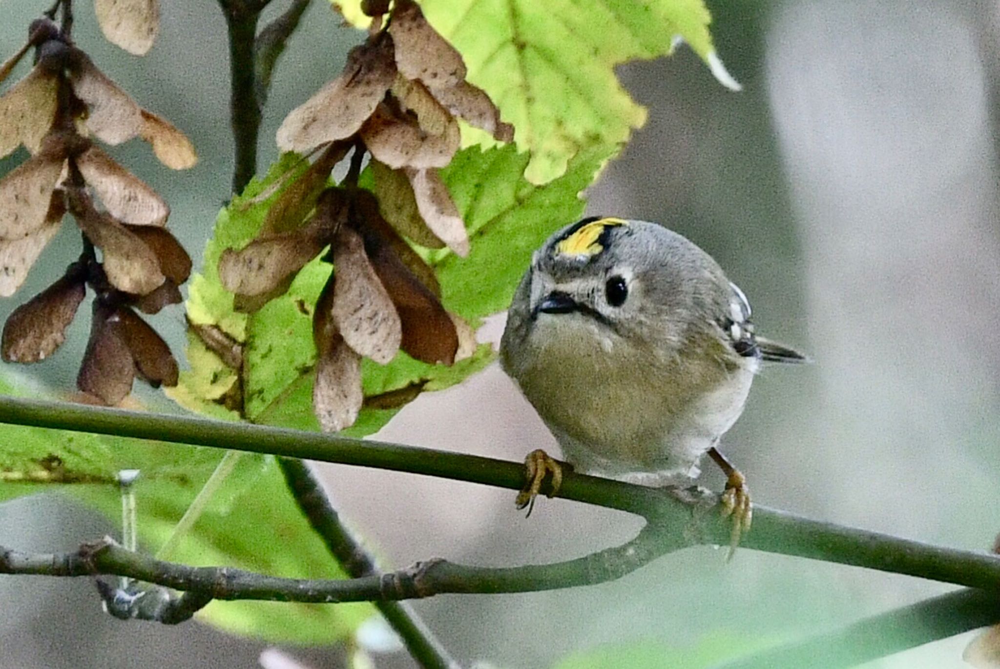 Photo of Goldcrest at 油山市民の森 by にょろちょろ